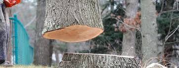Best Utility Line Clearance  in Ahoskie, NC