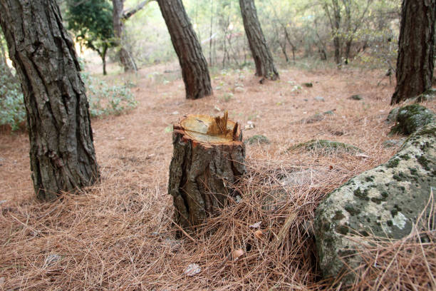 How Our Tree Care Process Works  in  Ahoskie, NC