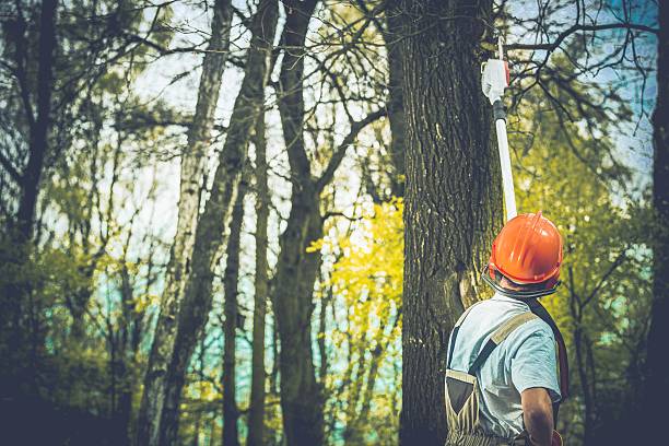 Best Fruit Tree Pruning  in Ahoskie, NC