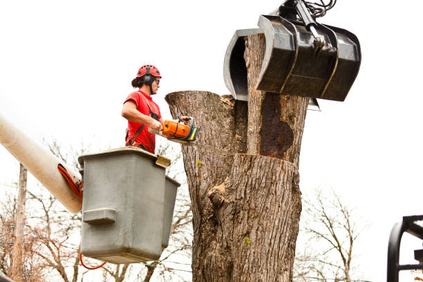 Reliable Ahoskie, NC Tree Care Solutions